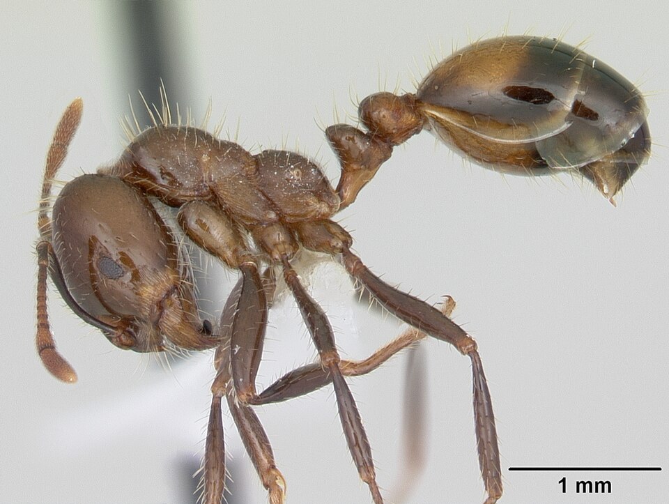 Photo of Black imported fire ant