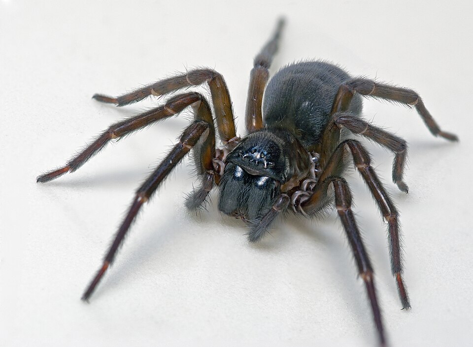 Photo of Black lace-weaver