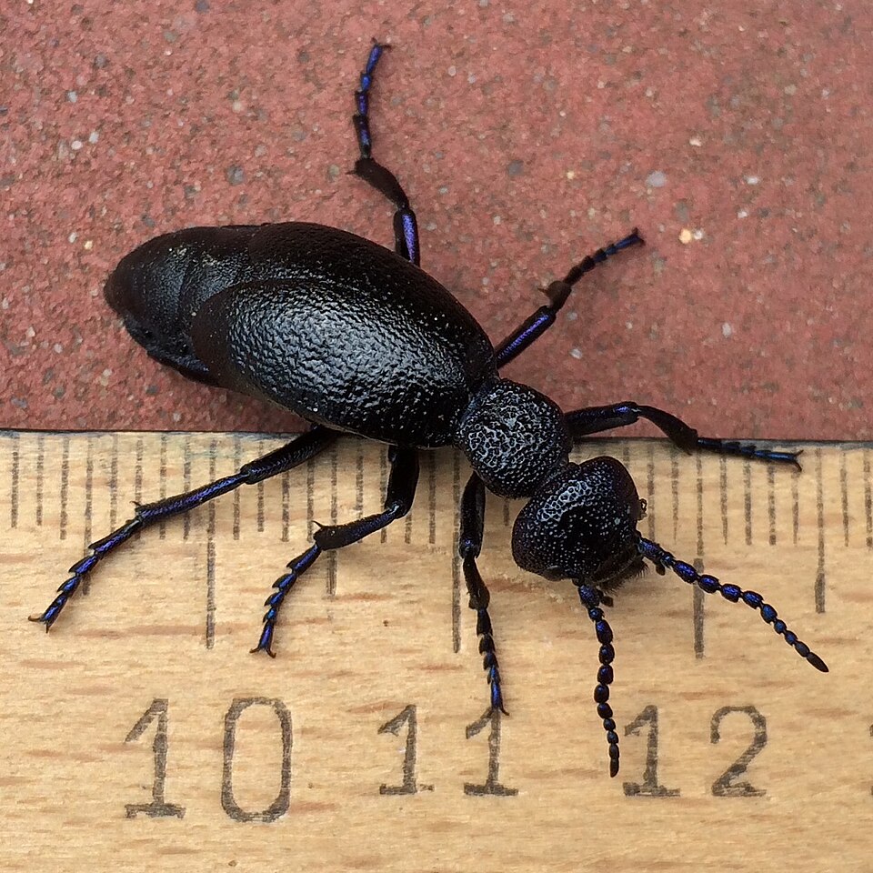 Photo of Black oil beetle