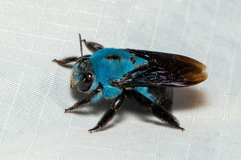 Photo of Blue carpenter bee