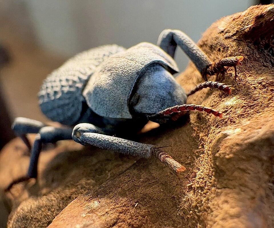 Photo of Blue death-feigning beetle