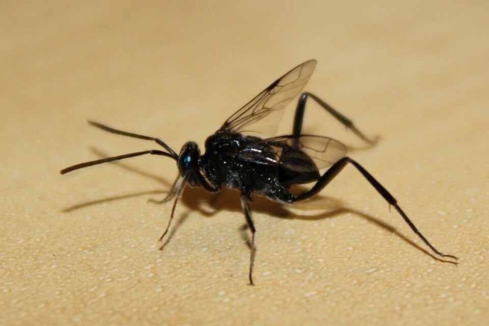 Photo of Blue-eyed ensign wasp