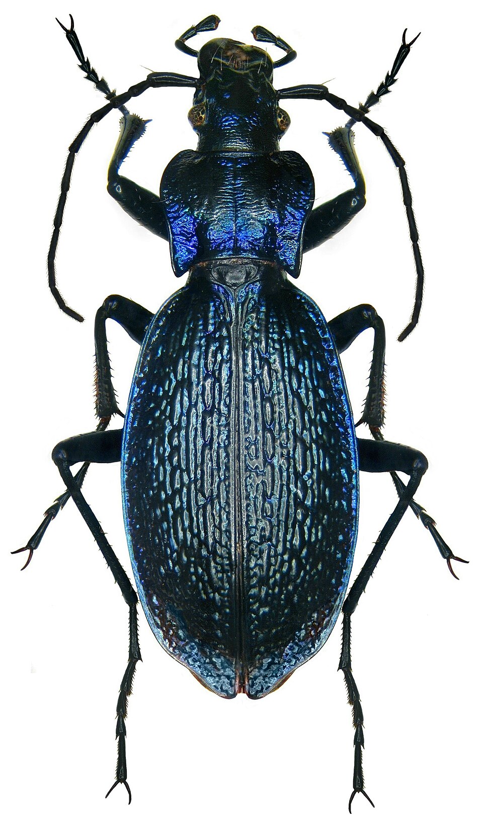 Photo of Blue ground beetle