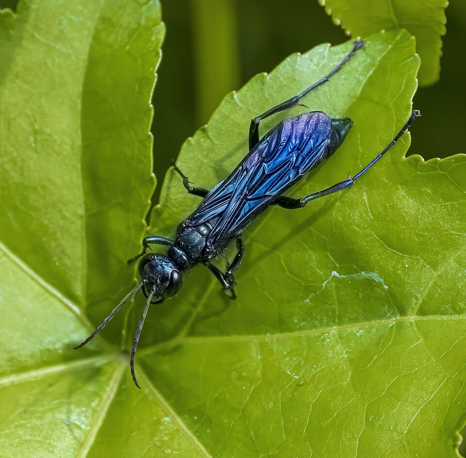 Photo of Blue mud dauber