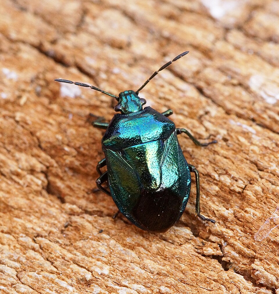 Photo of Blue shield bug
