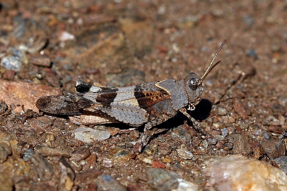 Photo of Blue-winged grasshopper