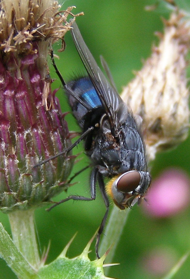 Photo of Bluebottle
