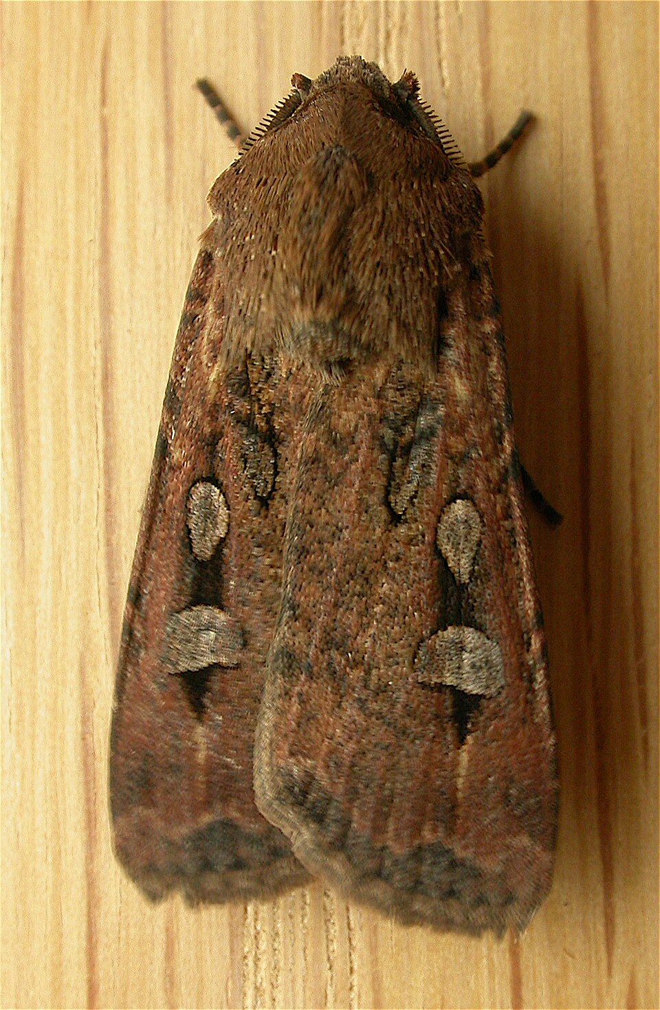 Photo of Bogong moth