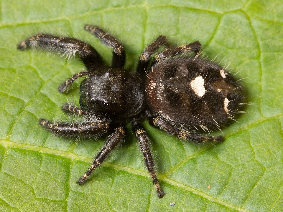 Photo of Bold jumping spider