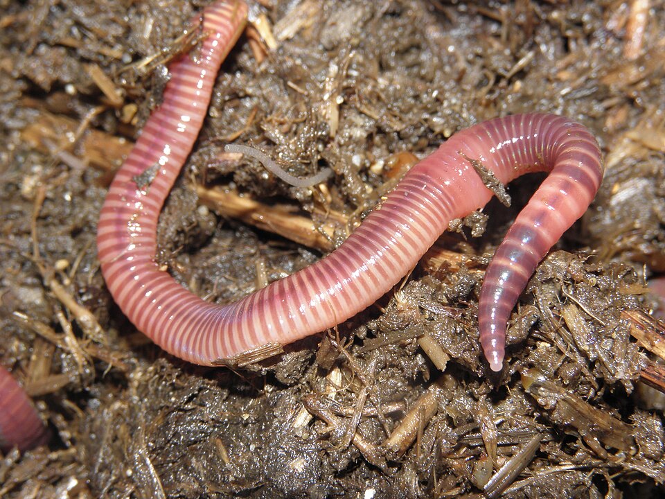 Photo of Brandling worm
