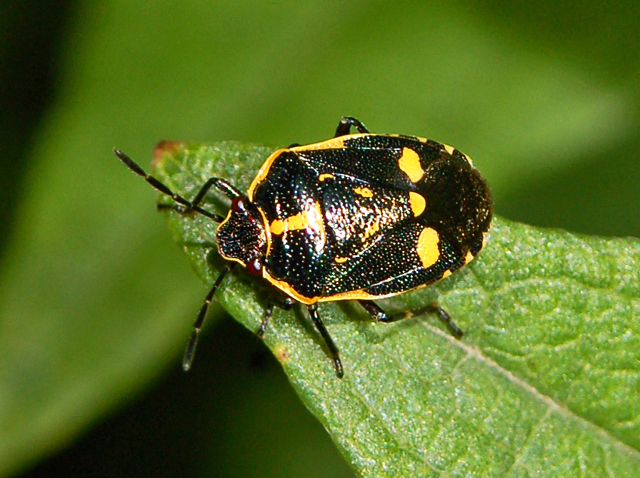 Photo of Brassica bug