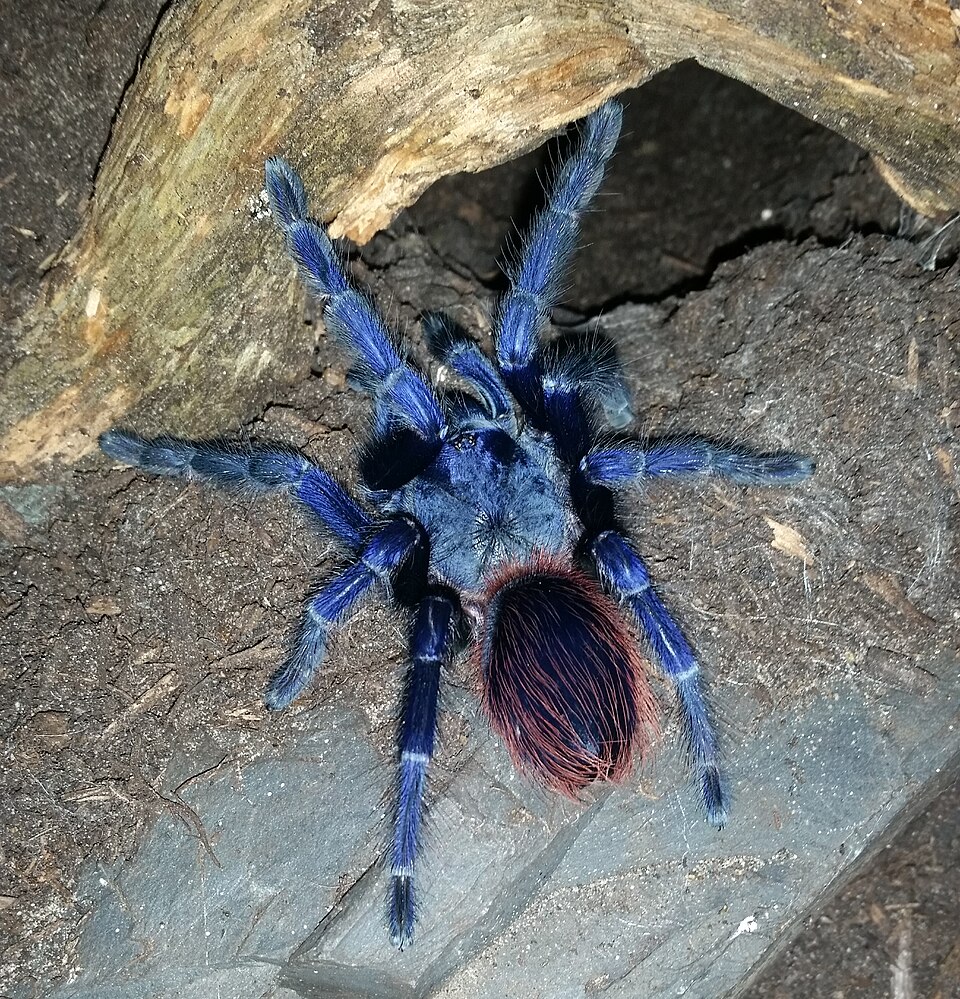 Photo of Brazilian blue tarantula