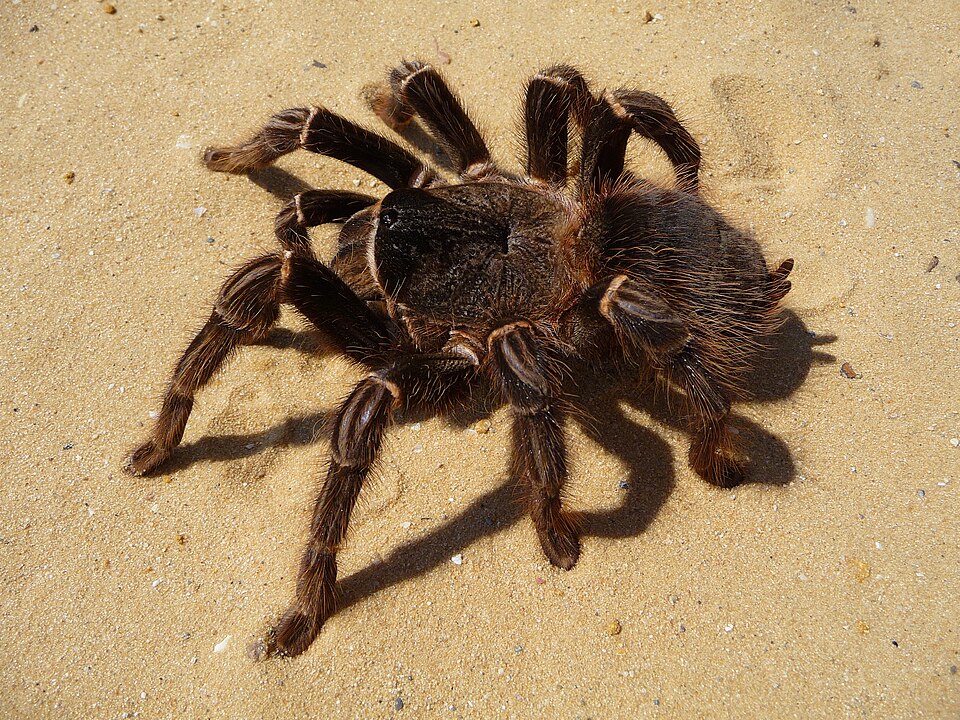 Photo of Brazilian salmon pink birdeater