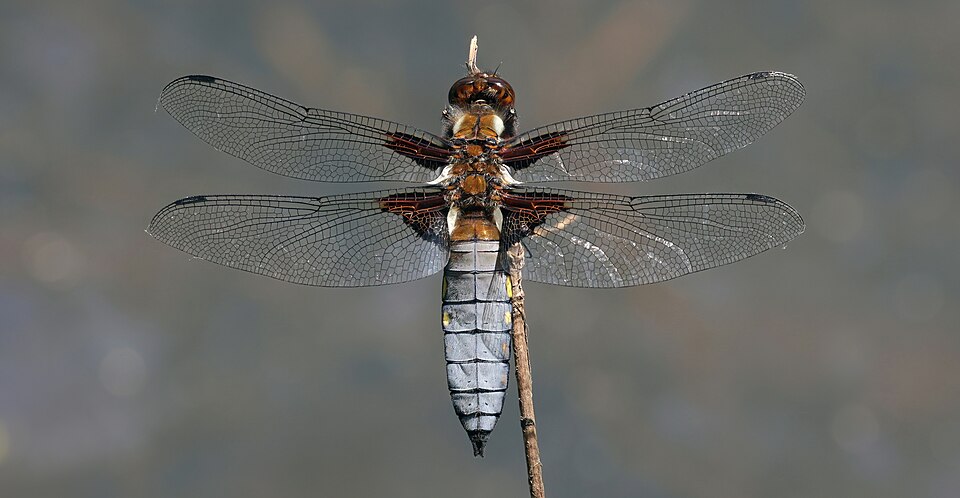 Photo of Broad-bodied chaser