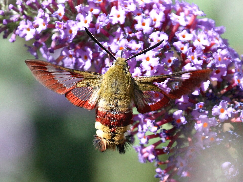 Photo of Broad-bordered bee hawk-moth