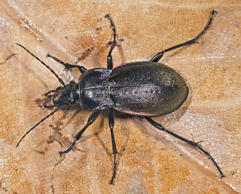 Photo of Bronze carabid