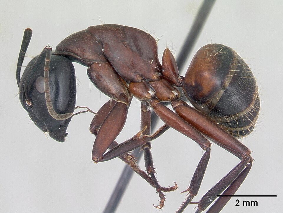 Photo of Brown-black carpenter ant