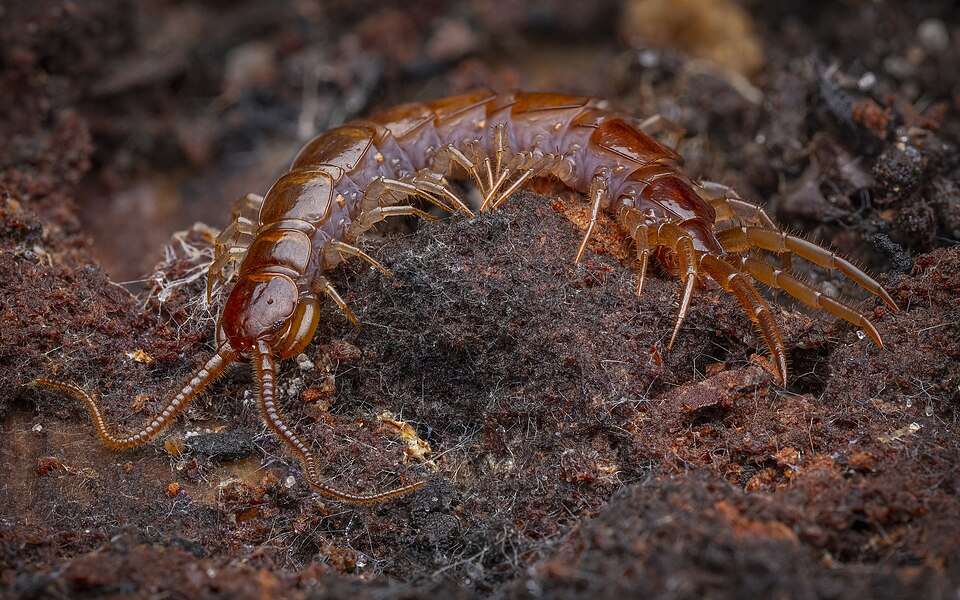 Photo of Brown centipede