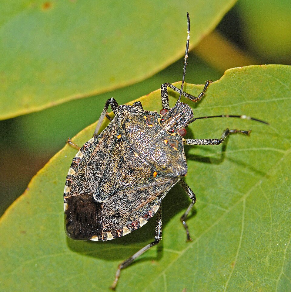 Photo of Brown marmorated stink bug