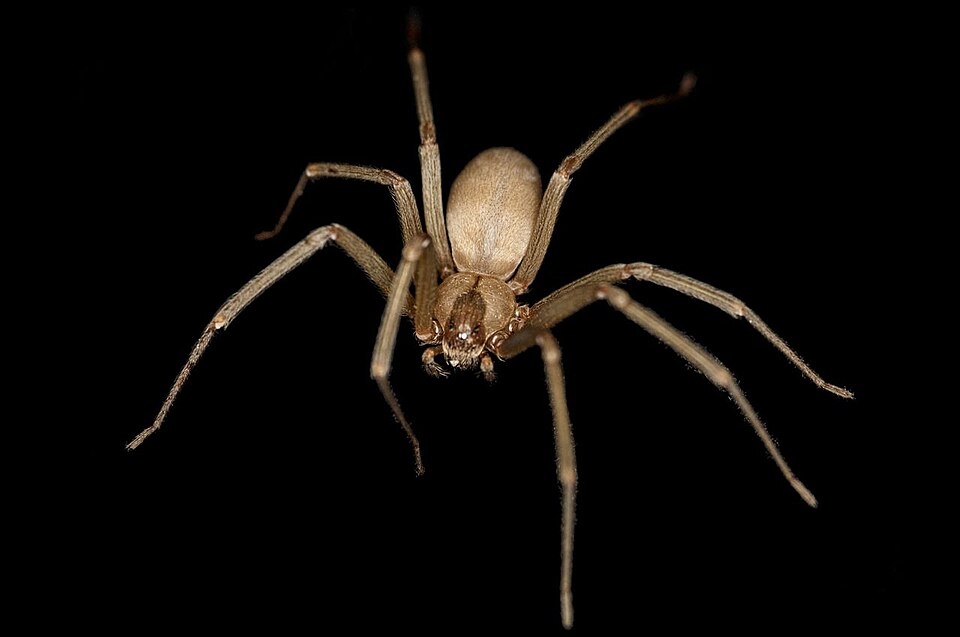 Photo of Brown recluse