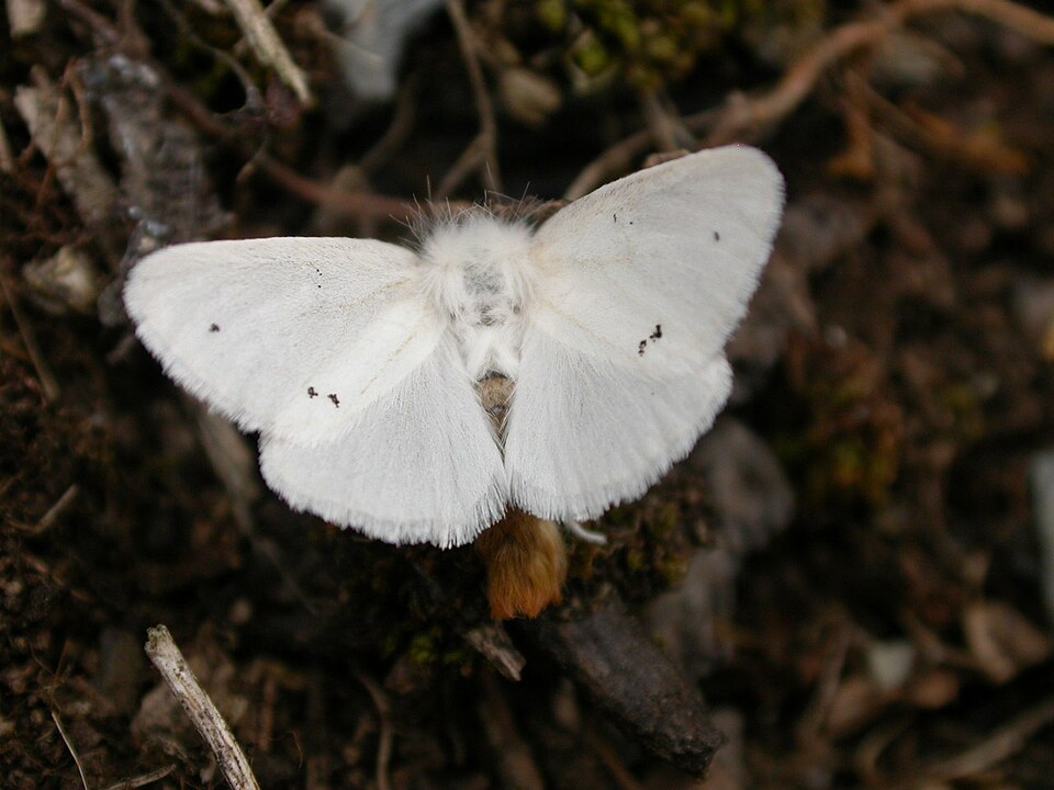 Photo of Brown-tail moth