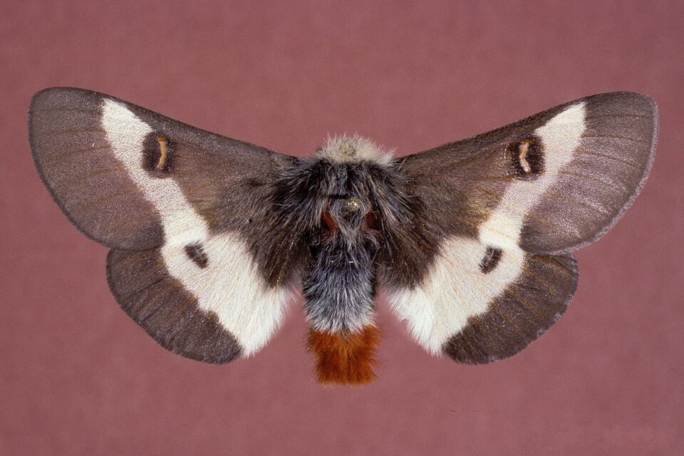 Photo of Buck moth