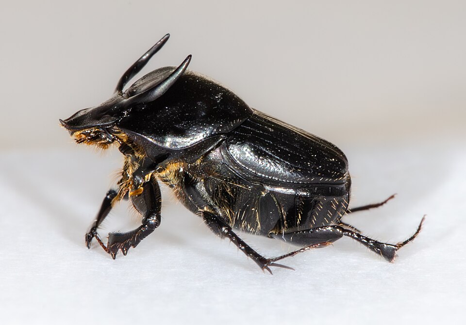 Photo of Bull-headed dung beetle