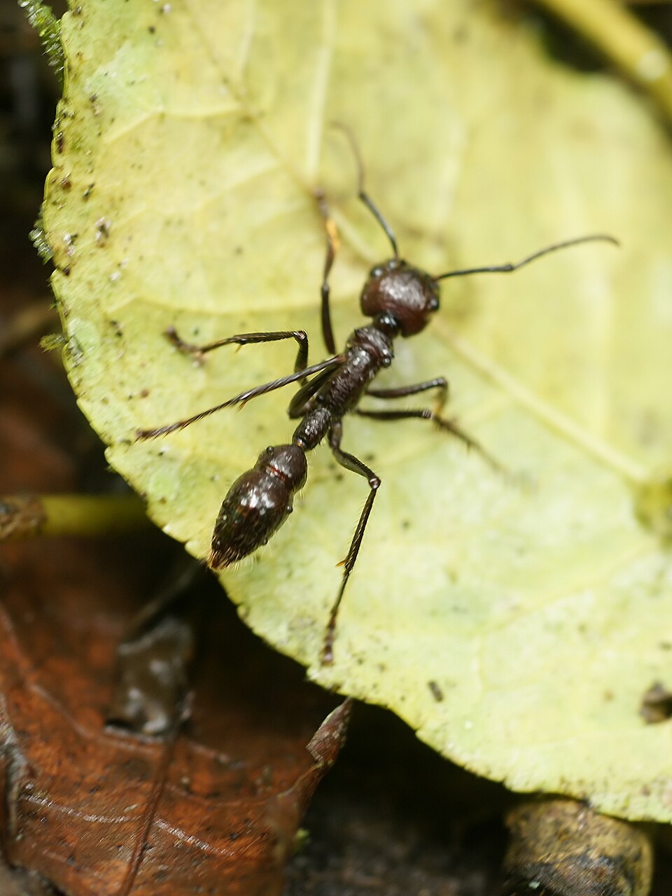 Photo of Bullet ant