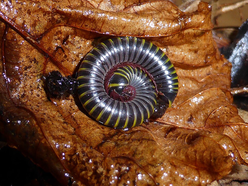 Photo of Bumblebee millipede