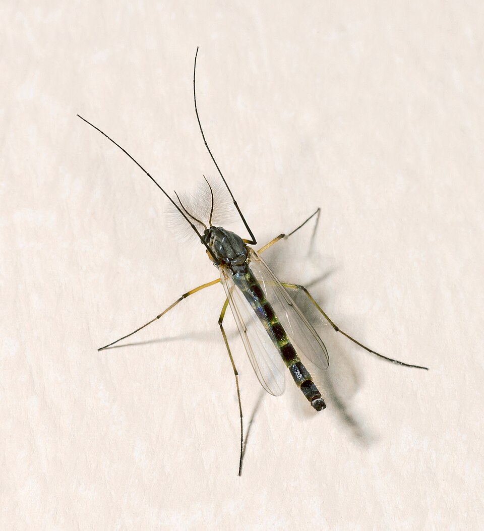 Photo of Buzzer midge