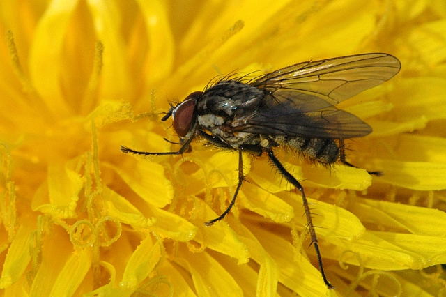 Photo of Cabbage fly