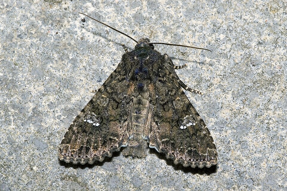 Photo of Cabbage moth