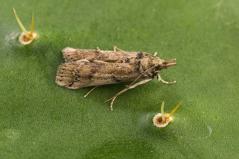 Photo of Cactus moth