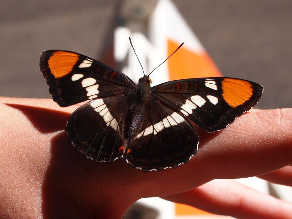 Photo of California sister