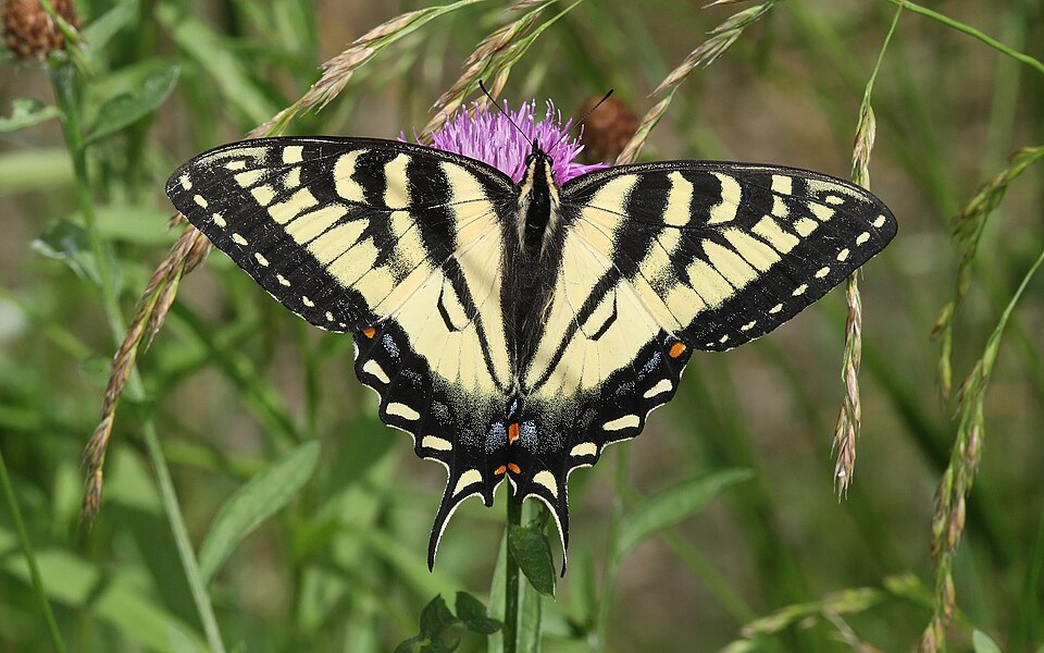 Photo of Canadian tiger swallowtail
