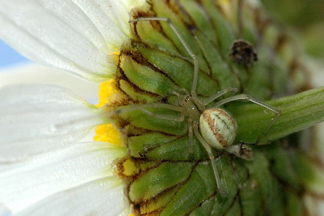 Photo of Candy-stripe spider