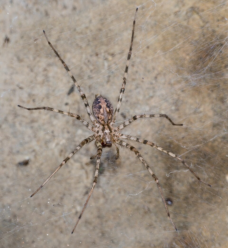 Photo of Cardinal spider