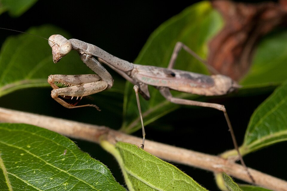 Photo of Carolina mantis