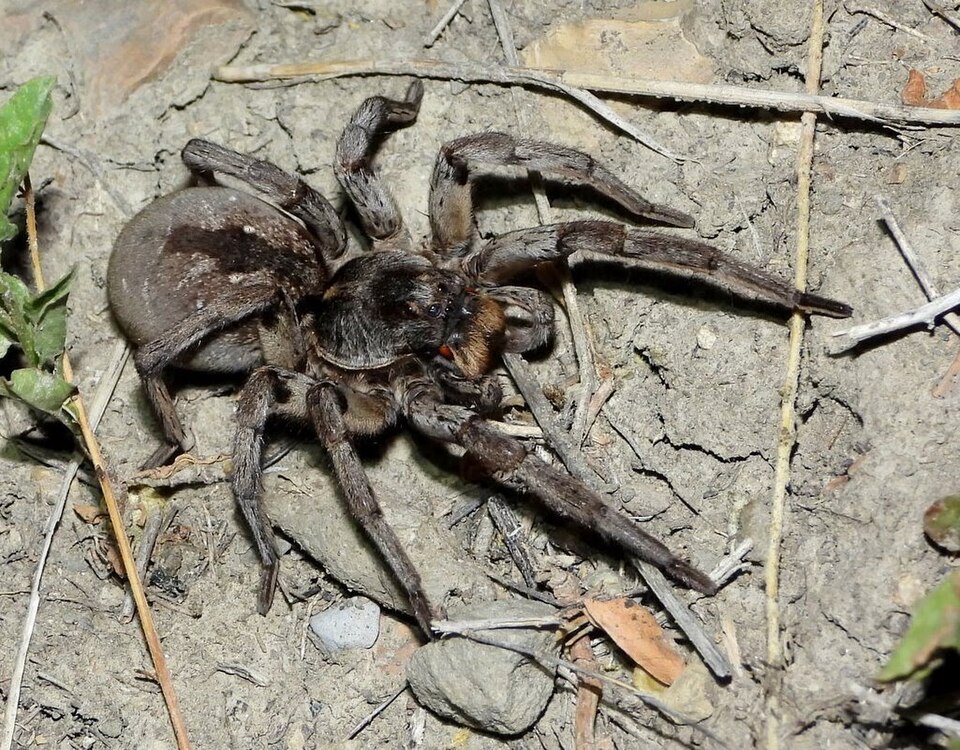 Photo of Carolina wolf spider
