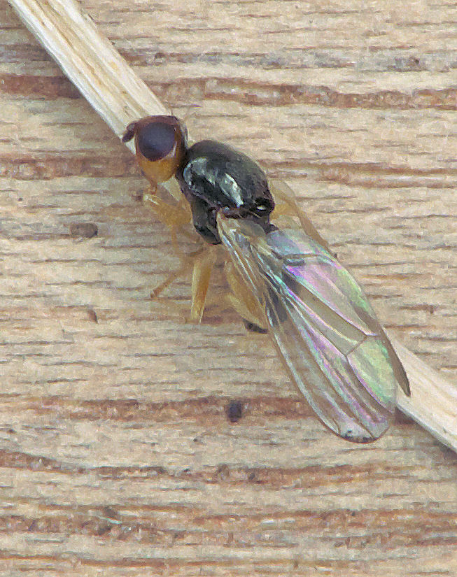 Photo of Porgandikärbes