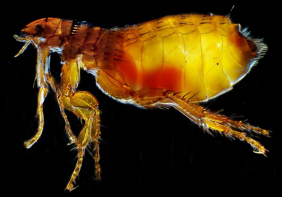 Photo of Cat flea