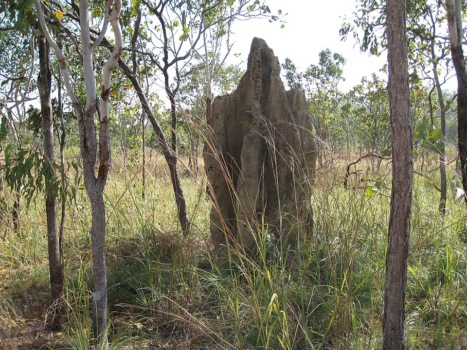 Photo of Cathedral termite