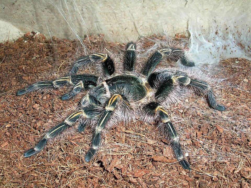 Photo of Chaco golden knee tarantula
