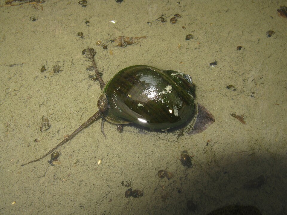 Photo of Channeled apple snail