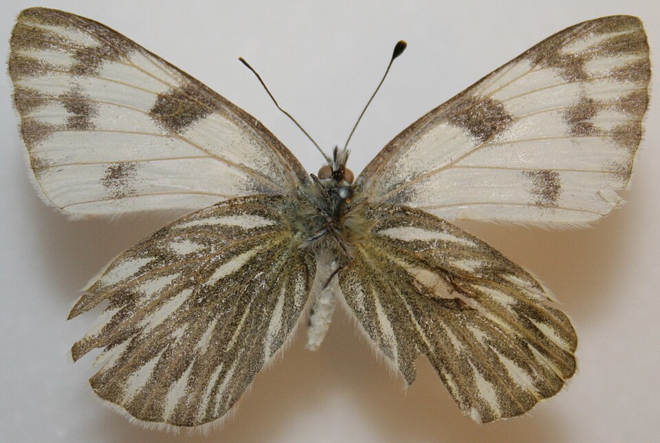 Photo of Checkered white