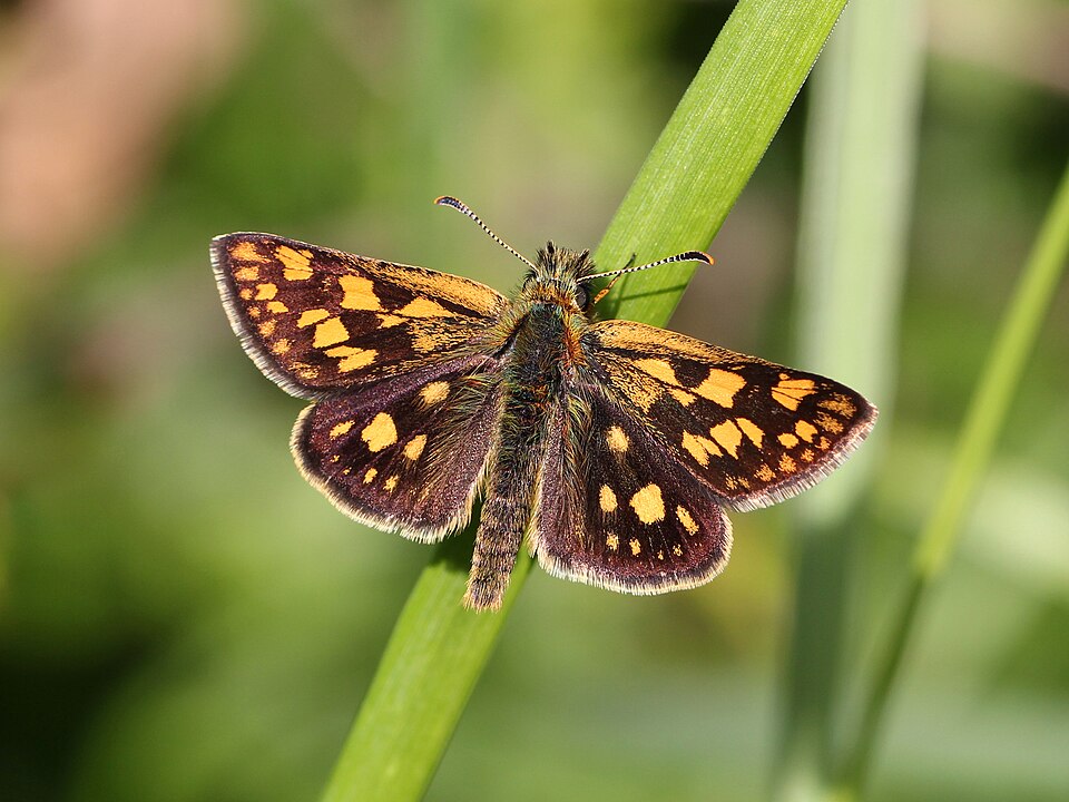 Photo of Chequered skipper