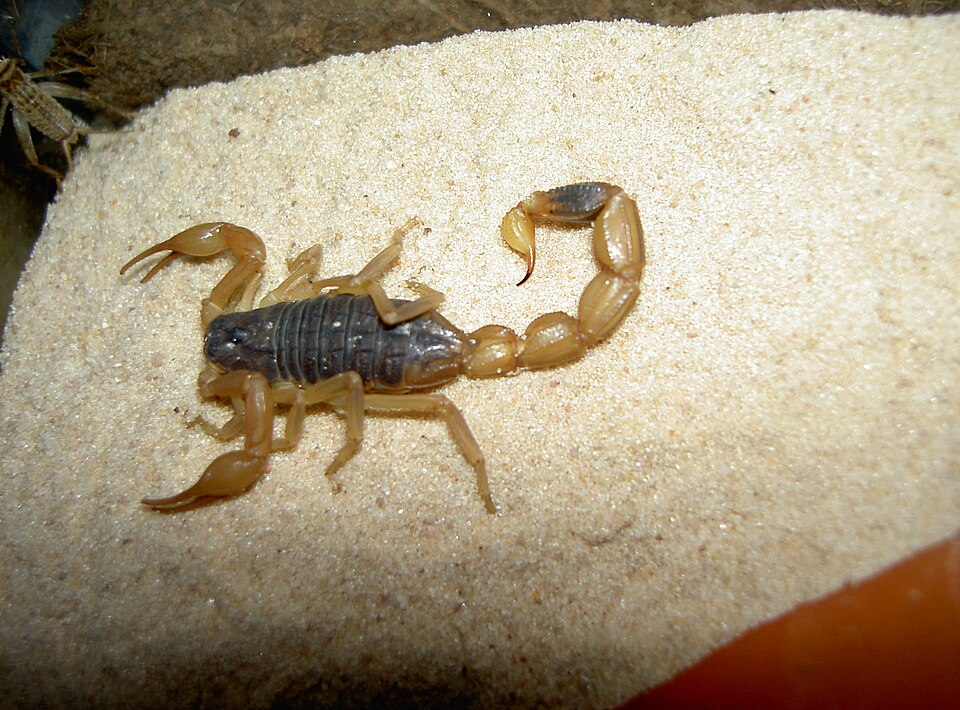 Photo of Chinese scorpion
