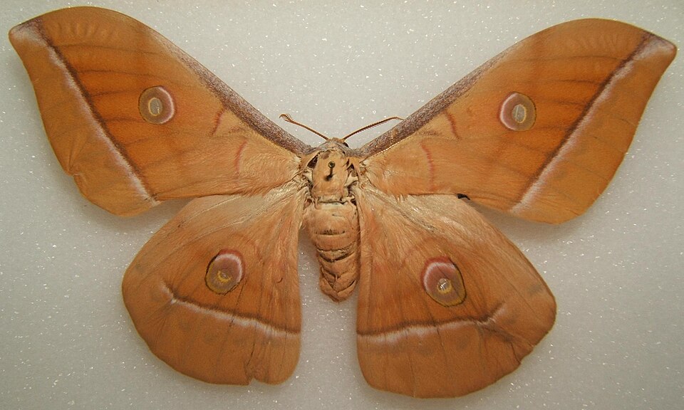 Photo of Chinese tussar moth