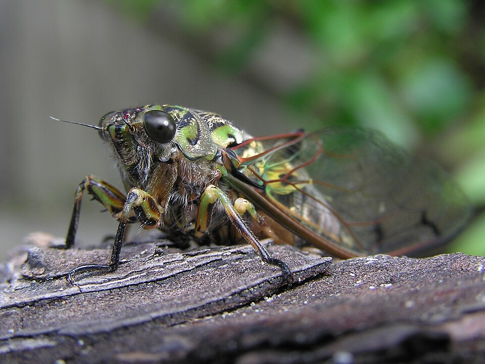 Photo of Chorus cicada