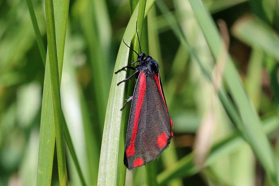 Photo of Cinnabar moth